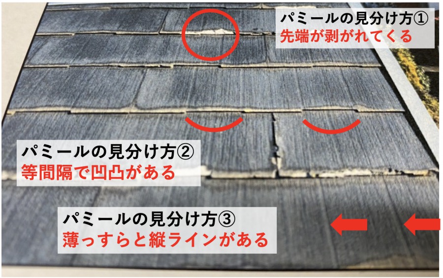 パミールの見分け方の写真