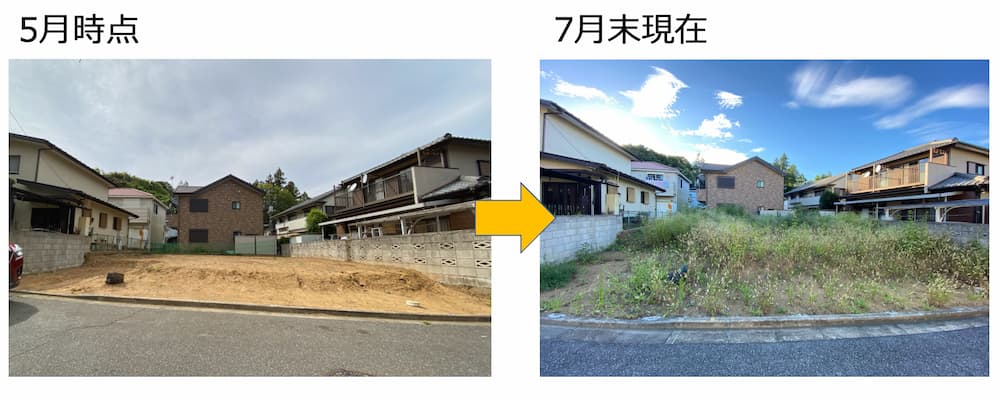 雑草が生えた土地