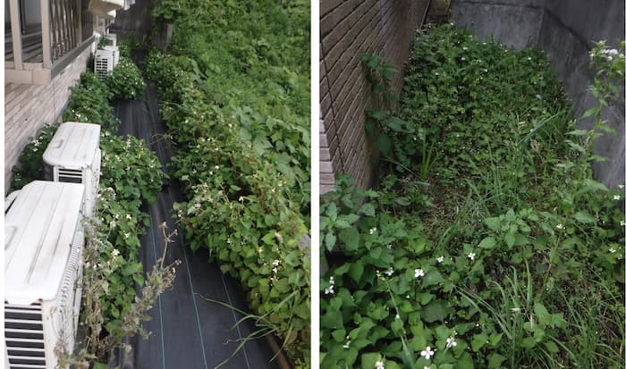 草むしり前の写真