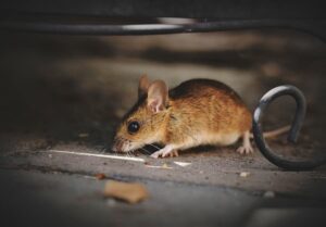 一戸建てのねずみ駆除にかかる料金とは?【業者の選び方・駆除の流れ等】